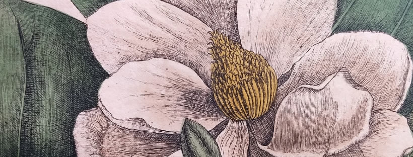 Detail of Magnolia flore albo from The Natural History of Carolina, Florida and the Bahama Islands, 1771, by Mark Catesby.