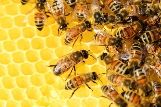 bees on honeycomb