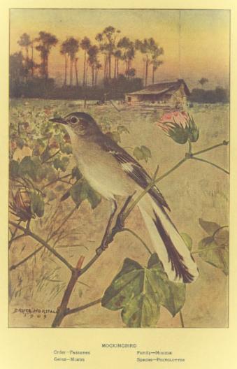 bird image