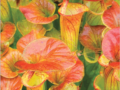 Photo of pitcher plants by Robert Carlk