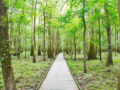 Raised walking trail, Congaree National Swamp