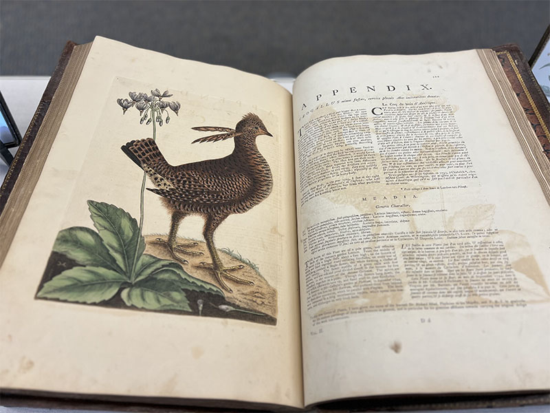 Bird illustration from Mark Catesby's Natural History of Carolina, Florida, and the Bahama Islands