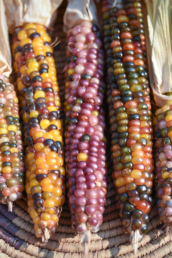 Image of colorful corn.