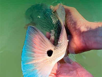 Hands holding a fish just above the eater.