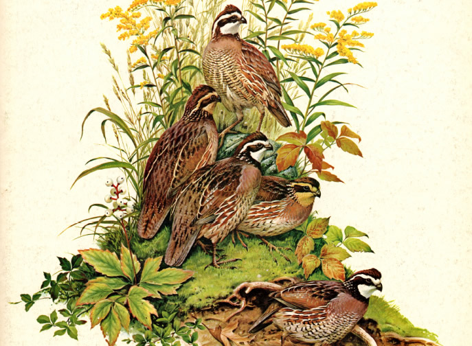 Cover of January-February 1976 South Carolina Wildlife featuring a brace of quail.