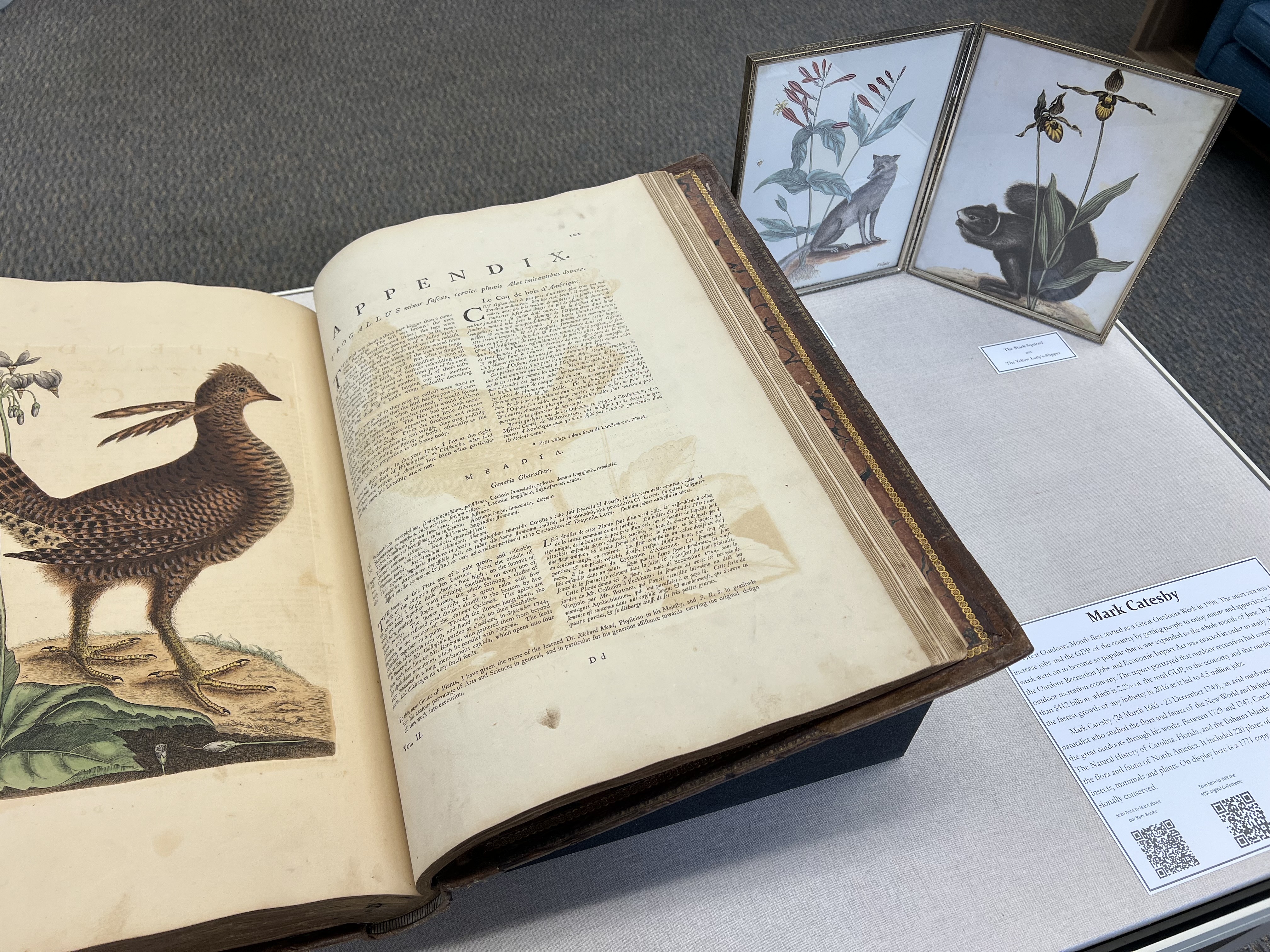 Catesby's Natural History of Carolina, Florida, and the Bahama Islands in  our display case.