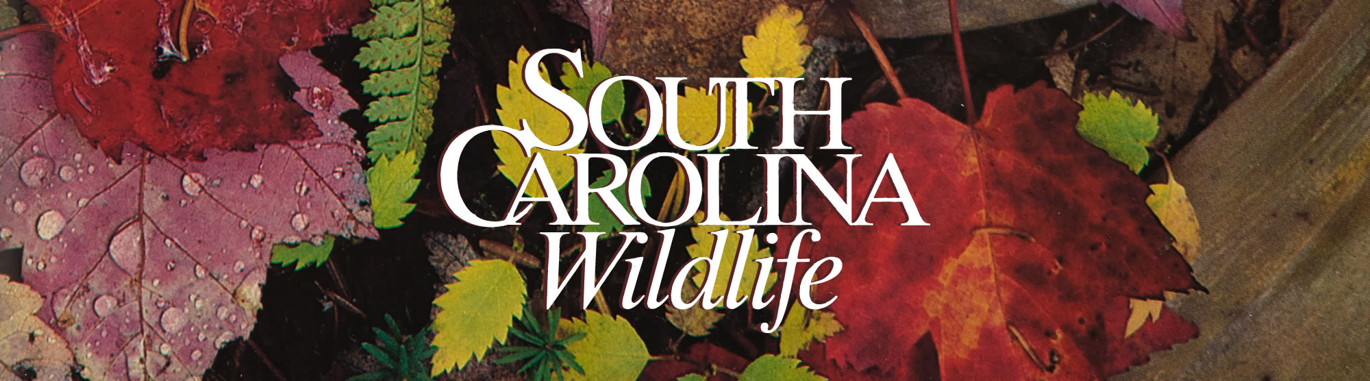 {Photograph of leaves with South Carolina Wildlife logo over top.