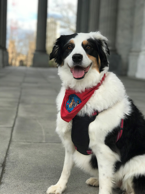 Katie the therapy dog.