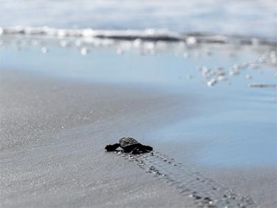 A baby sea turtle on it's way into the ocean after hatching.