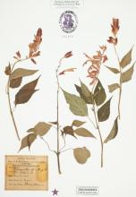 Salvia